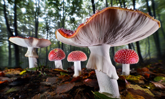 Zbliżenie na kilka czerwonych i białych grzybów (muchomor czerwony) o nakrapianych kapeluszach, rosnących na leśnej ściółce pokrytej liśćmi, na tle wysokich drzew i miękkiego, rozmytego światła.