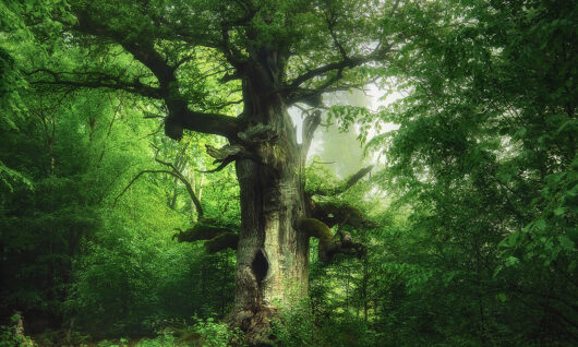 Stare, duże drzewo o grubych, skręconych gałęziach stoi w otoczeniu bujnej zieleni w rozświetlonym słońcem lesie. Drzewo ma szeroki pień z ciemną wydrążoną częścią i porośnięte mchem konary. Mgliste światło sączy się przez gęsty baldachim.