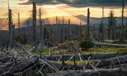 Scena leśna z wieloma martwymi, połamanymi drzewami i kłodami leżącymi na ziemi, z promieniami słońca przebijającymi się przez chmury nad odległymi górami o zachodzie słońca. Zielona trawa i kilka młodych drzew rosną między powalonymi pniami.
