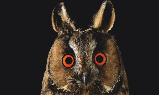 Zdjęcie z bliska sowy uszatej z efektownymi pomarańczowymi oczami i widocznymi kępkami włosów na uszach, na jednolitym czarnym tle.